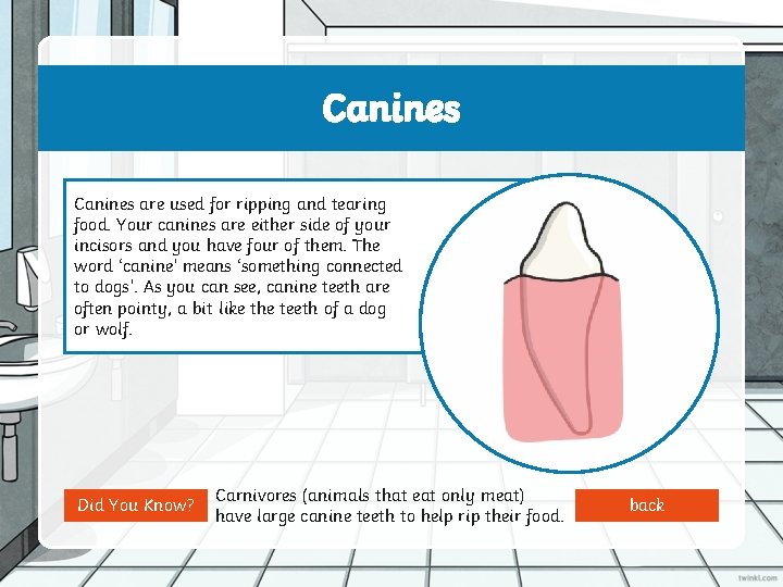 Canines are used for ripping and tearing food. Your canines are either side of