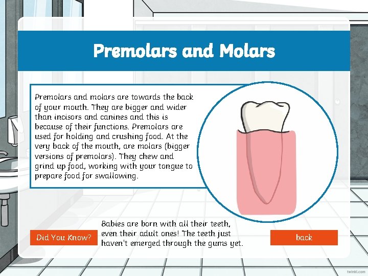 Premolars and Molars Premolars and molars are towards the back of your mouth. They