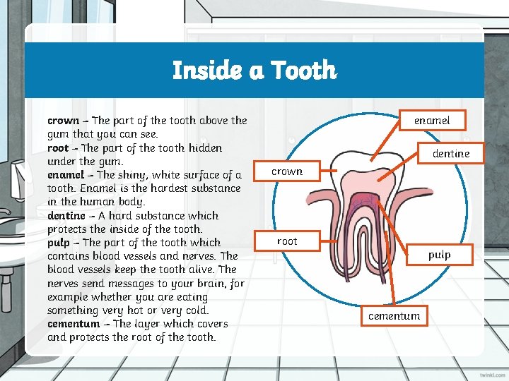 Inside a Tooth crown – The part of the tooth above the gum that