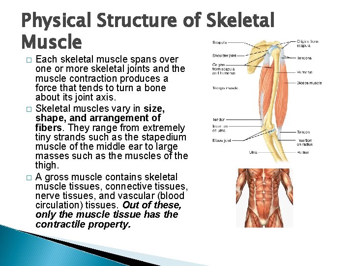 Physical Structure of Skeletal Muscle � � � Each skeletal muscle spans over one