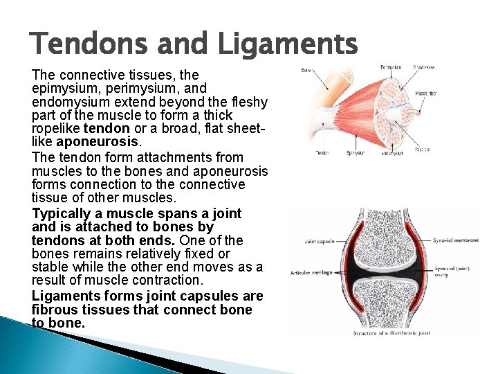 Tendons and Ligaments The connective tissues, the epimysium, perimysium, and endomysium extend beyond the