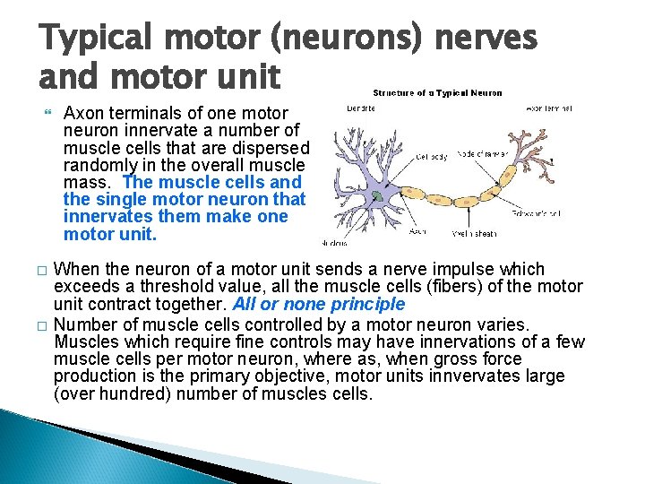 Typical motor (neurons) nerves and motor unit � � Axon terminals of one motor