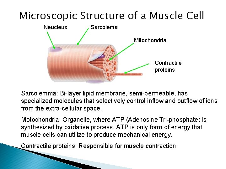 Microscopic Structure of a Muscle Cell Neucleus Sarcolema Mitochondria Contractile proteins Sarcolemma: Bi layer