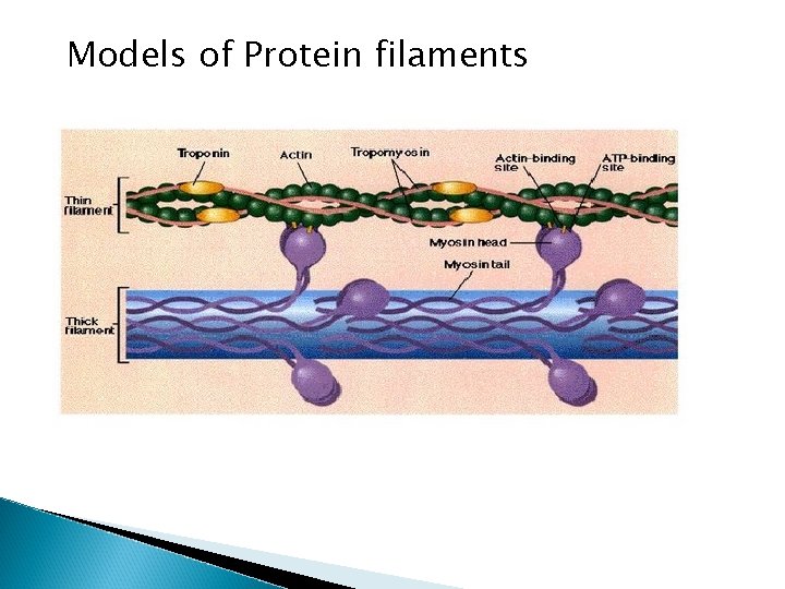 Models of Protein filaments 