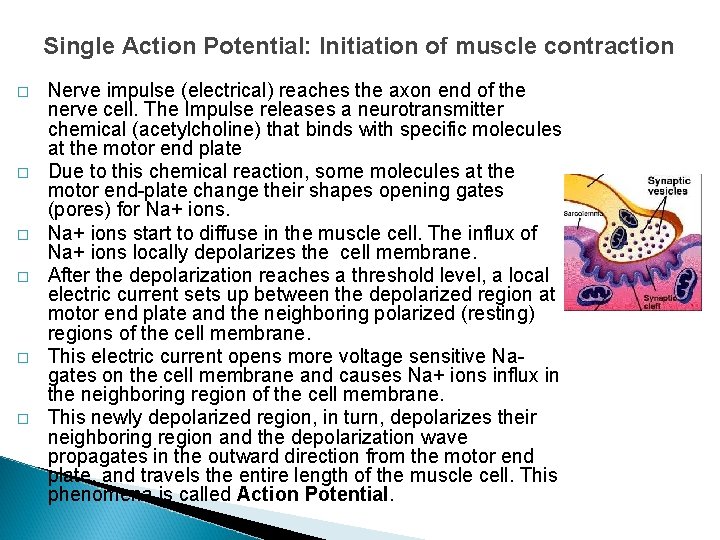 Single Action Potential: Initiation of muscle contraction � � � Nerve impulse (electrical) reaches