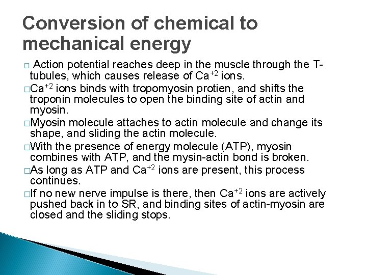 Conversion of chemical to mechanical energy Action potential reaches deep in the muscle through