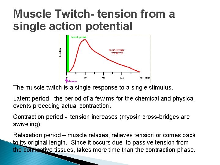 Muscle Twitch- tension from a single action potential The muscle twitch is a single