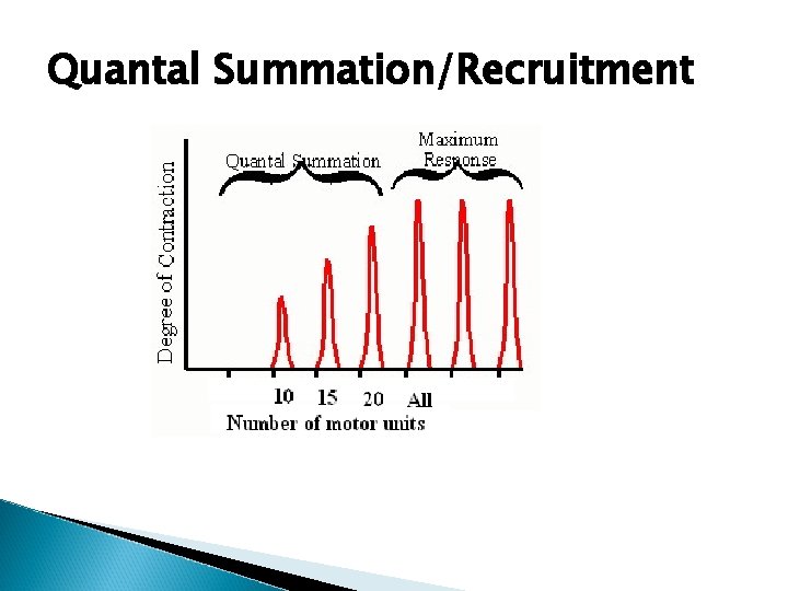 Quantal Summation/Recruitment 