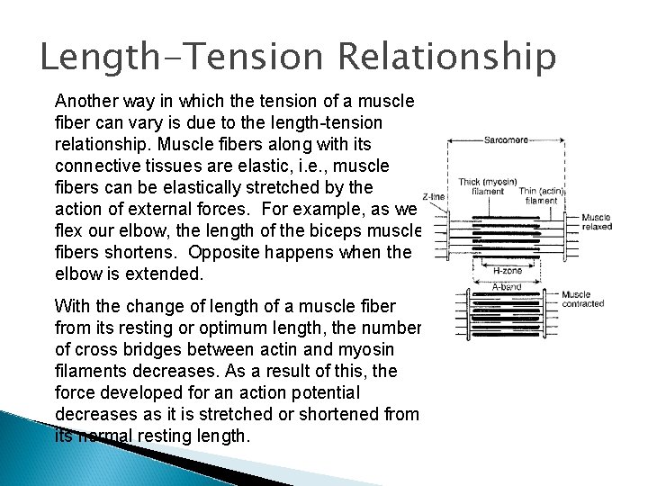 Length-Tension Relationship Another way in which the tension of a muscle fiber can vary
