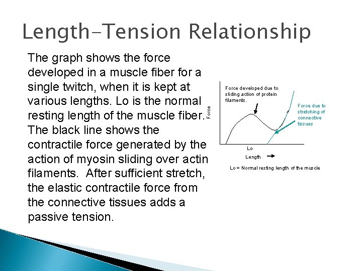 Length-Tension Relationship Force developed due to sliding action of protein filaments. Force The graph