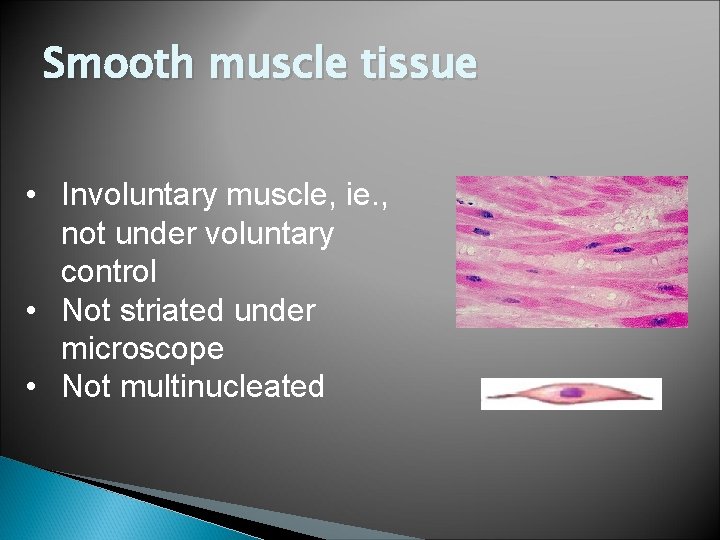 Smooth muscle tissue • Involuntary muscle, ie. , not under voluntary control • Not