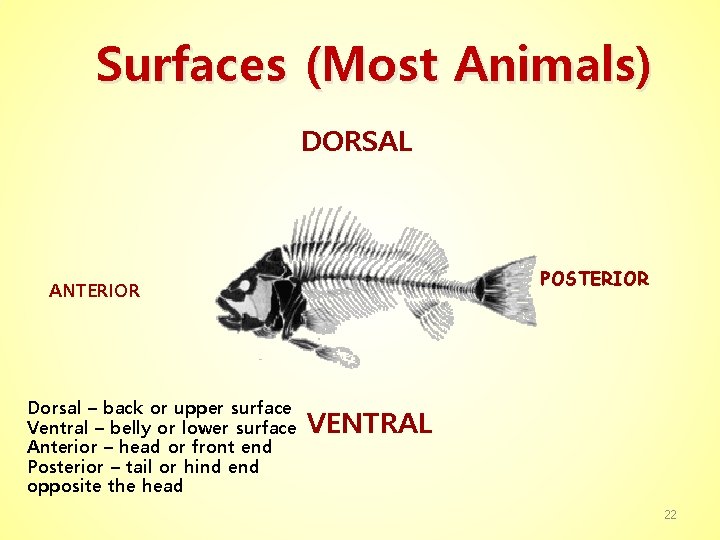 Surfaces (Most Animals) DORSAL POSTERIOR ANTERIOR Dorsal – back or upper surface Ventral –