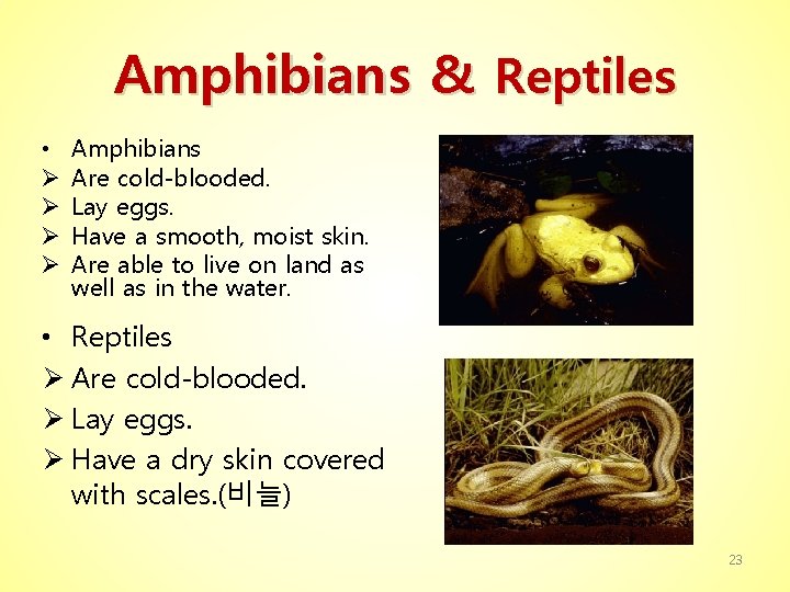 Amphibians & Reptiles • Ø Ø Amphibians Are cold-blooded. Lay eggs. Have a smooth,