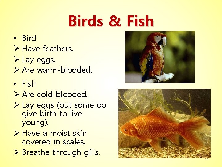 Birds & Fish • Bird Ø Have feathers. Ø Lay eggs. Ø Are warm-blooded.