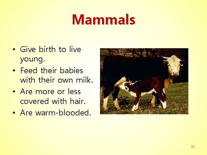 Mammals • Give birth to live young. • Feed their babies with their own