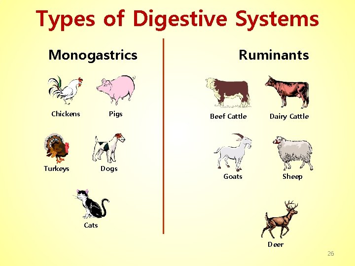 Types of Digestive Systems Monogastrics Chickens Pigs Turkeys Dogs Ruminants Beef Cattle Goats Dairy