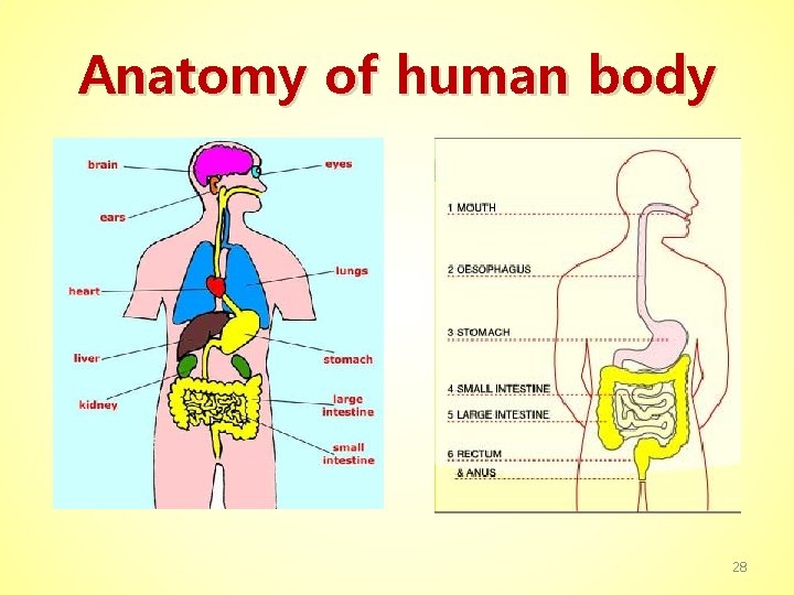 Anatomy of human body 28 