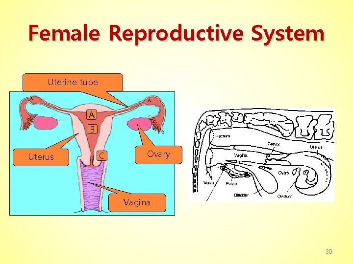 Female Reproductive System Uterine tube * * A B Uterus C Ovary Vagina 30