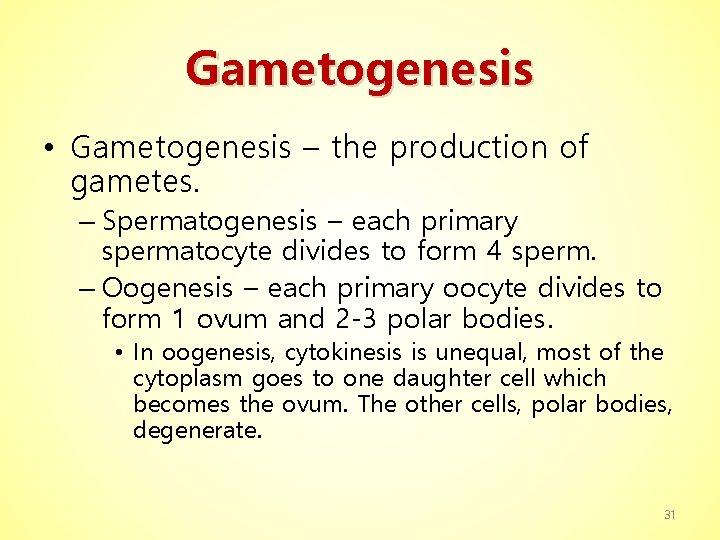 Gametogenesis • Gametogenesis – the production of gametes. – Spermatogenesis – each primary spermatocyte