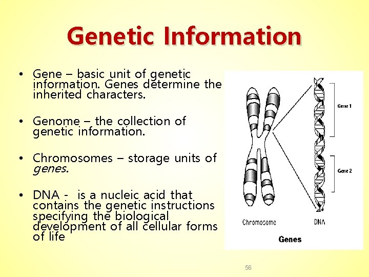 Genetic Information • Gene – basic unit of genetic information. Genes determine the inherited