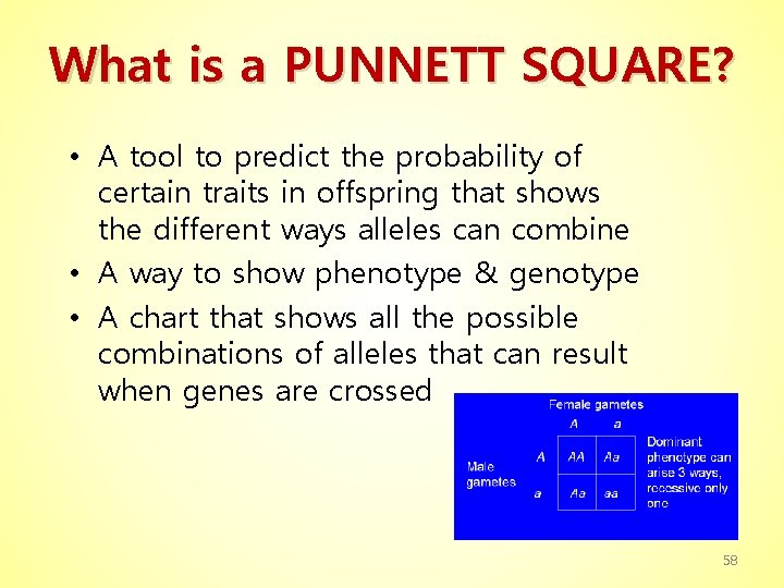 What is a PUNNETT SQUARE? • A tool to predict the probability of certain
