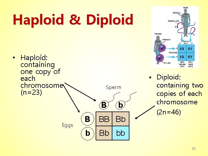 Haploid & Diploid • Haploid: containing one copy of each chromosome (n=23) Sperm B