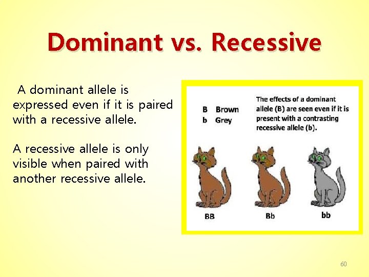 Dominant vs. Recessive A dominant allele is expressed even if it is paired with