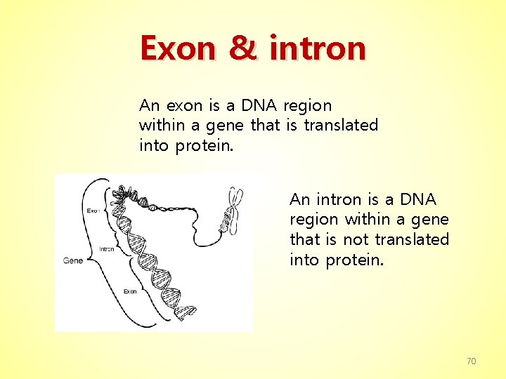 Exon & intron An exon is a DNA region within a gene that is