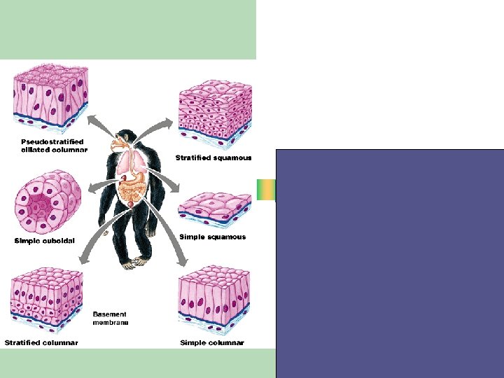 JARINGAN HEWAN Bahan Ajar Power. Point® untuk Biologi SMA Kelas XI IPA Semester Ganjil