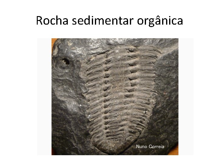 Rocha sedimentar orgânica 