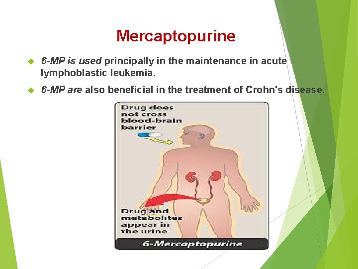 Mercaptopurine 6 -MP is used principally in the maintenance in acute lymphoblastic leukemia. 6