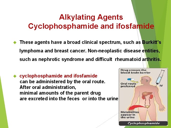 Alkylating Agents Cyclophosphamide and ifosfamide These agents have a broad clinical spectrum, such as