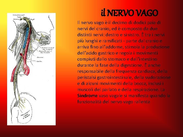 il NERVO VAGO Il nervo vago è il decimo di dodici paia di nervi il NERVO VAGO Il nervo vago è il decimo di dodici paia di nervi