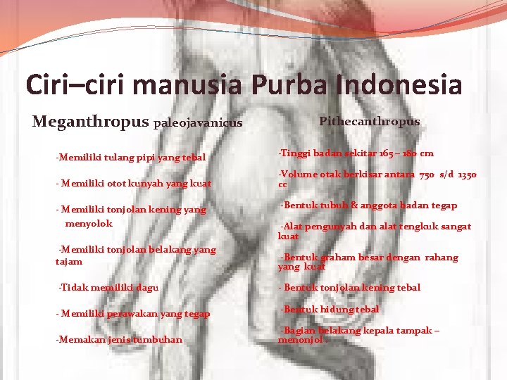 Ciri–ciri manusia Purba Indonesia Meganthropus paleojavanicus Pithecanthropus -Memiliki tulang pipi yang tebal -Tinggi badan