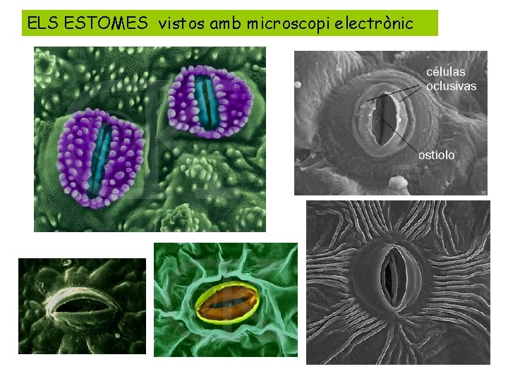 ELS ESTOMES vistos amb microscopi electrònic 