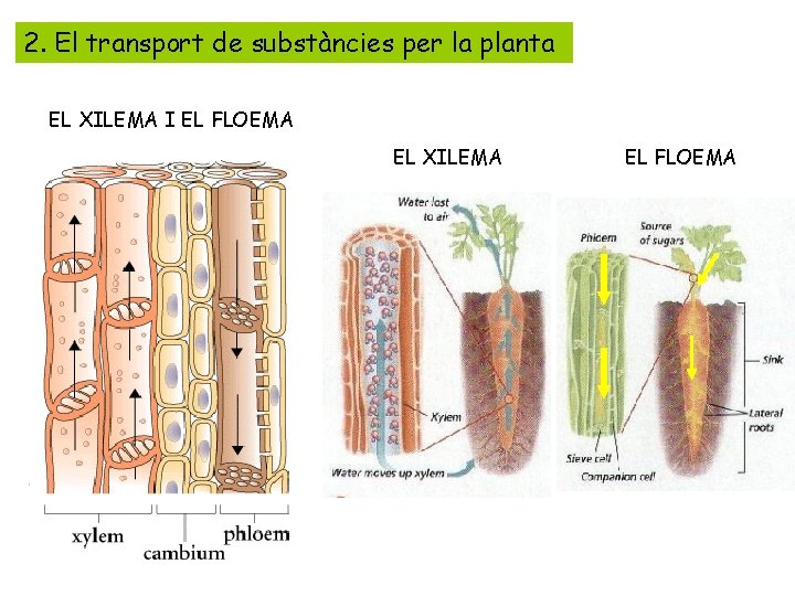 2. El transport de substàncies per la planta EL XILEMA I EL FLOEMA EL