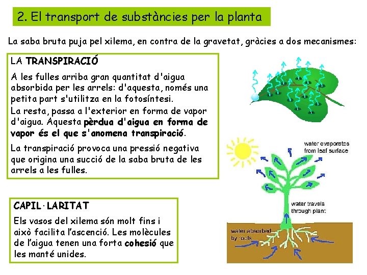 2. El transport de substàncies per la planta La saba bruta puja pel xilema,