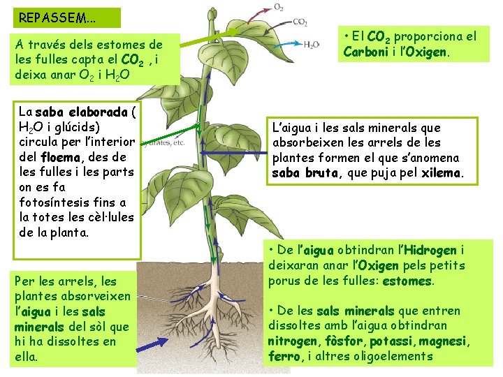 REPASSEM. . . A través dels estomes de les fulles capta el CO 2