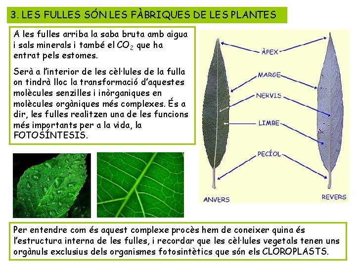 3. LES FULLES SÓN LES FÀBRIQUES DE LES PLANTES A les fulles arriba la