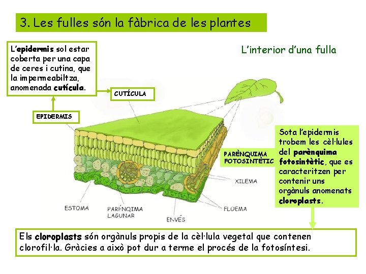 3. Les fulles són la fàbrica de les plantes L’epidermis sol estar coberta per