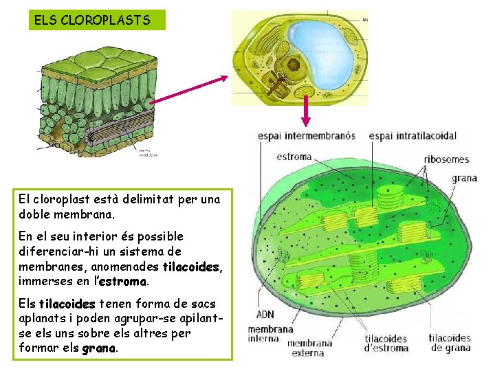ELS CLOROPLASTS El cloroplast està delimitat per una doble membrana. En el seu interior
