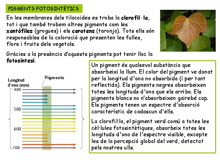 PIGMENTS FOTOSINTÈTICS En les membranes dels tilacoides es troba la clorofil·la, tot i que