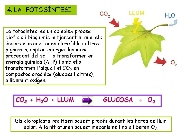 4. LA FOTOSÍNTESI La fotosíntesi és un complex procés biofísic i bioquímic mitjançant el