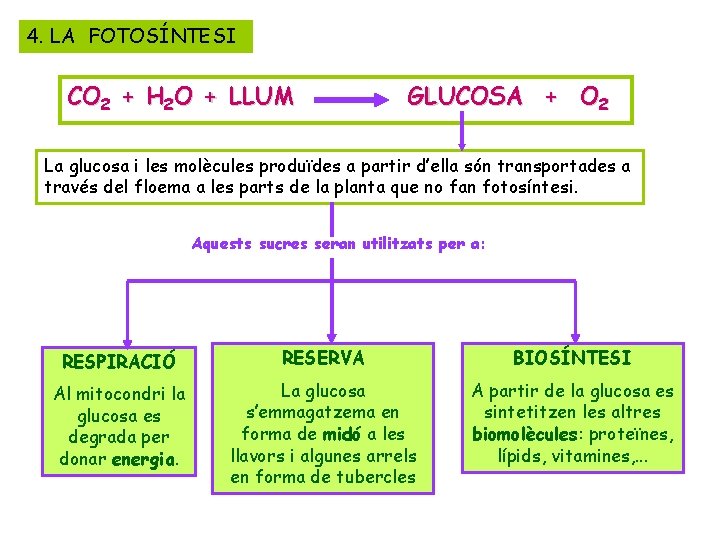 4. LA FOTOSÍNTESI CO 2 + H 2 O + LLUM GLUCOSA + O