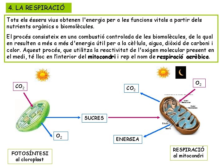 4. LA RESPIRACIÓ Tots els éssers vius obtenen l'energia per a les funcions vitals