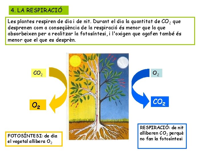 4. LA RESPIRACIÓ Les plantes respiren de dia i de nit. Durant el dia