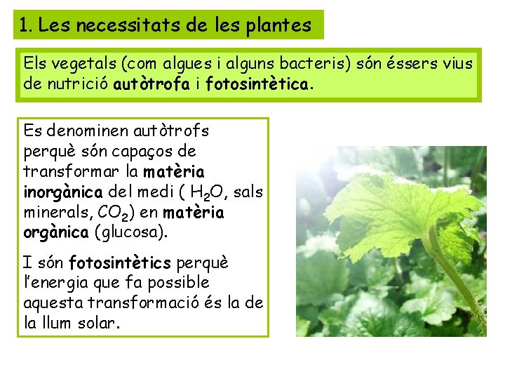 1. Les necessitats de les plantes Els vegetals (com algues i alguns bacteris) són