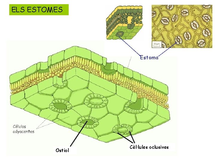 ELS ESTOMES Estoma Ostiol Cèl·lules oclusives 