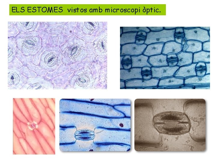 ELS ESTOMES vistos amb microscopi òptic. 