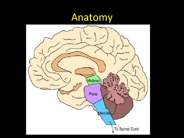 Anatomy 